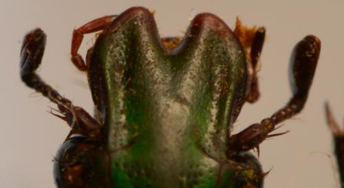 Coptomia quadrimaculata